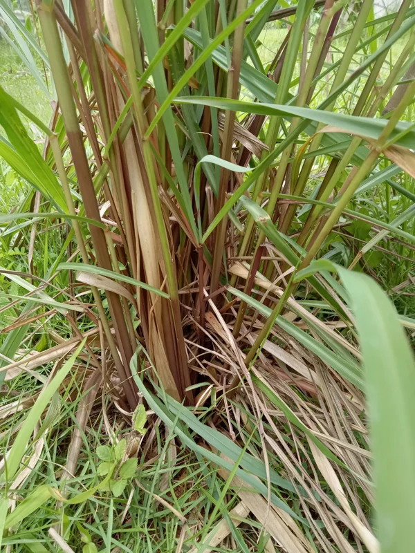5 Fresh Lemongrass Stalks with Roots – Live Plant – Culinary & Repellent - Image 1