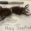 5 Hay Scented Fern Clumps – Live Plant – Dennstaedtia punctilobula – Hardy Zones 3-8 - Image 1