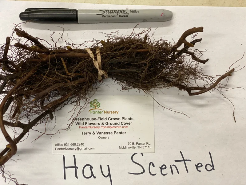 5 Hay Scented Fern Clumps – Live Plant – Dennstaedtia punctilobula – Hardy Zones 3-8 - Image 1