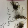 5 Lily of the Valley Rhizomes - Fragrant May Bells Live Bare Root Plants, USDA Zones 2-9 - Image 1
