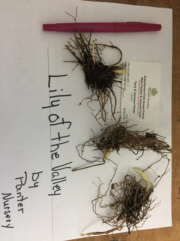 5 Lily of the Valley Rhizomes - Fragrant May Bells Live Bare Root Plants, USDA Zones 2-9 - Image 1