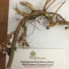 5 Pachysandra Procumbens Roots - Allegheny Spurge Live Plant, Mountain Spurge, Groundcover - Image 1