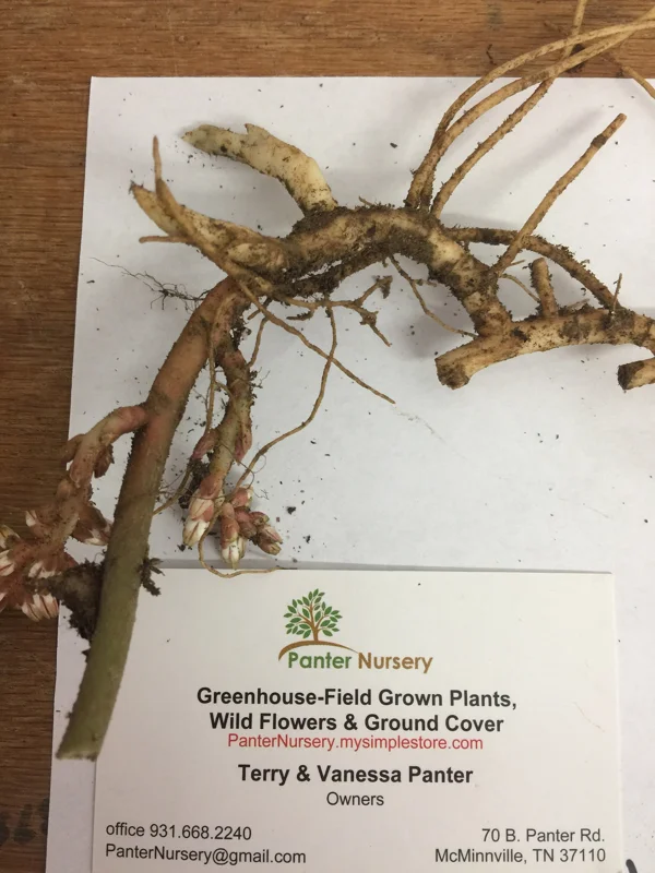 5 Pachysandra Procumbens Roots - Allegheny Spurge Live Plant, Mountain Spurge, Groundcover - Image 1