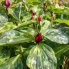 5 Purple Prairie Trillium Bulbs - Native US Wildflower, Hardy Zones 4-9 - Image 1