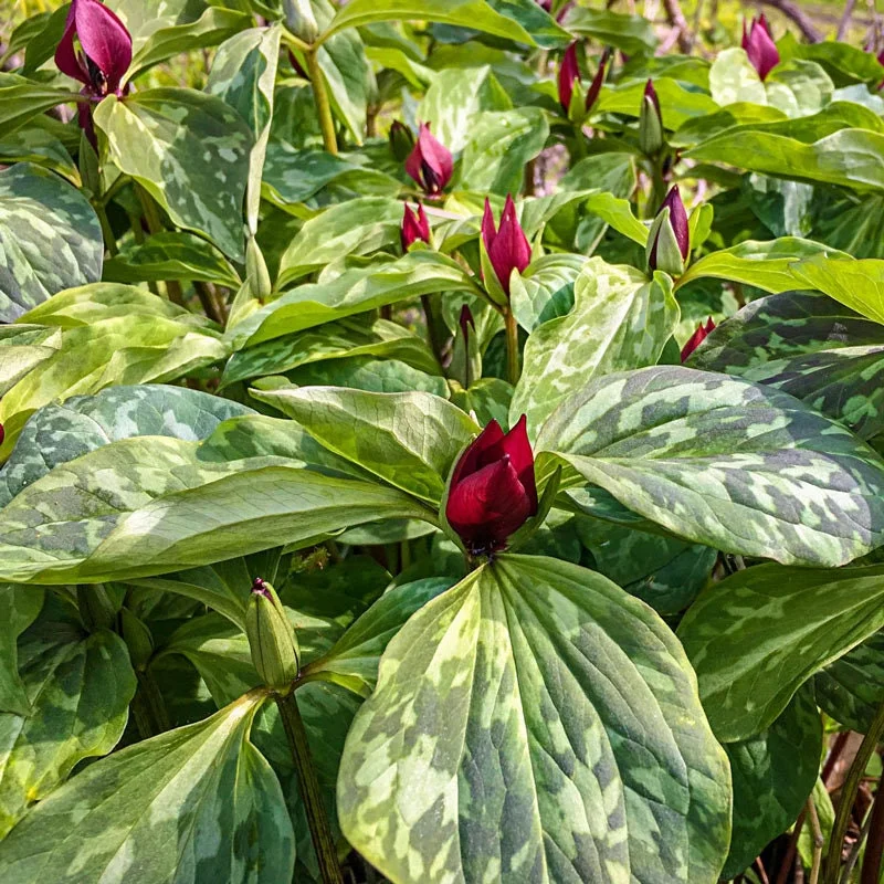 5 Purple Prairie Trillium Bulbs - Native US Wildflower, Hardy Zones 4-9 - Image 1