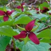 5 Red Trillium Wood Lily Bulbs (Trillium erectum) - Shade Loving Wildflower - Image 1