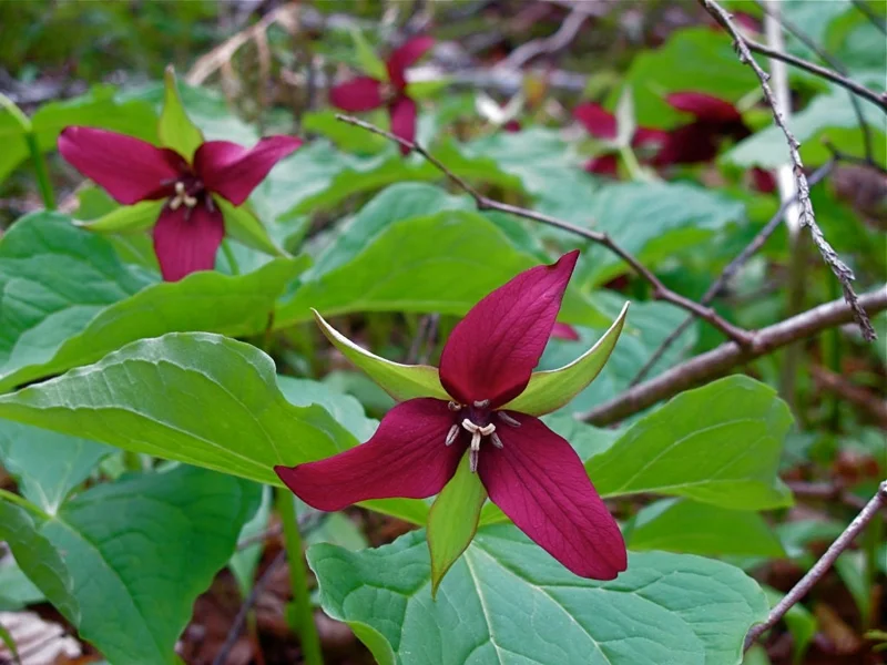 5 Red Trillium Wood Lily Bulbs (Trillium erectum) - Shade Loving Wildflower - Image 1