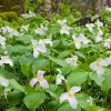 5 White Trillium bulbs Wood Lily (Trillium graniflorium) - Image 1