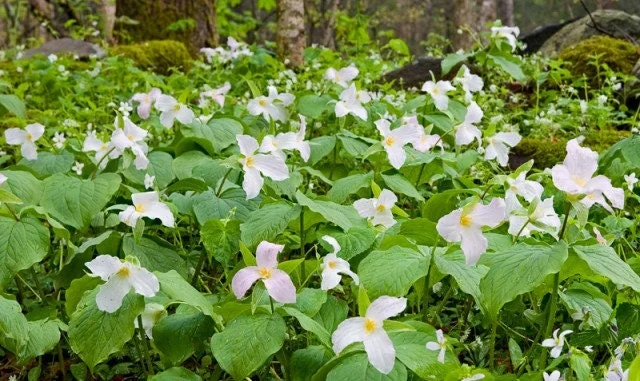 5 White Trillium bulbs Wood Lily (Trillium graniflorium) - Image 1