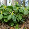 5 Yellow Trillium Bulbs - Native Wildflower - Fragrant Lemon Scented - Zones 4-8 - Image 1