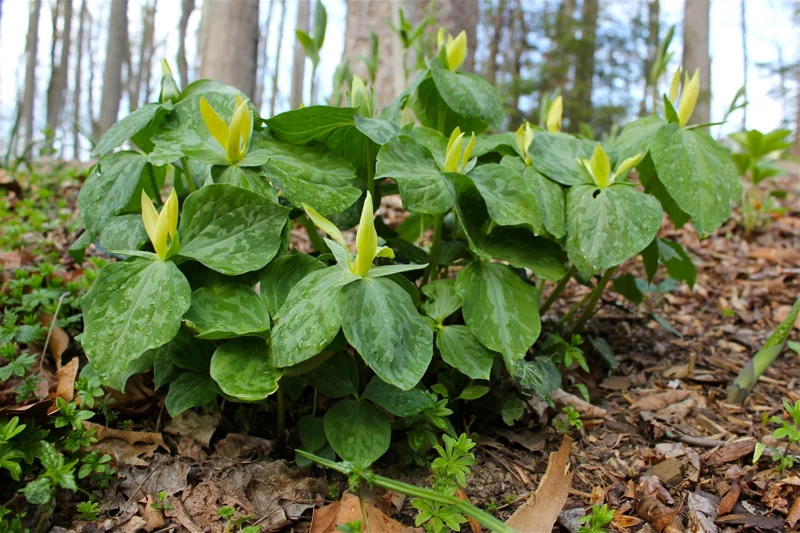 5 Yellow Trillium Bulbs - Native Wildflower - Fragrant Lemon Scented - Zones 4-8 - Image 1