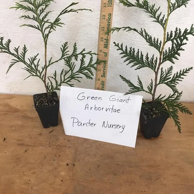 50 Thuja Green Giant Arborvitae Live Plants 6-12 Inch Tall 2.5" Pot Outdoor - Image 1