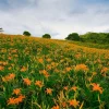 50 Wild Orange Daylily Live Plants – Hemerocallis fulva – Hardy Ditch Lily Fans – Outdoor - Image 1