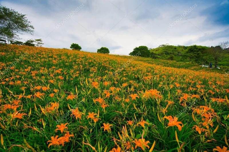 50 Wild Orange Daylily Live Plants – Hemerocallis fulva – Hardy Ditch Lily Fans – Outdoor - Image 1