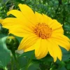 5x Mexican Sunflower Cuttings - Perennial Live Plant Starter Pack, Fragrant - Image 1