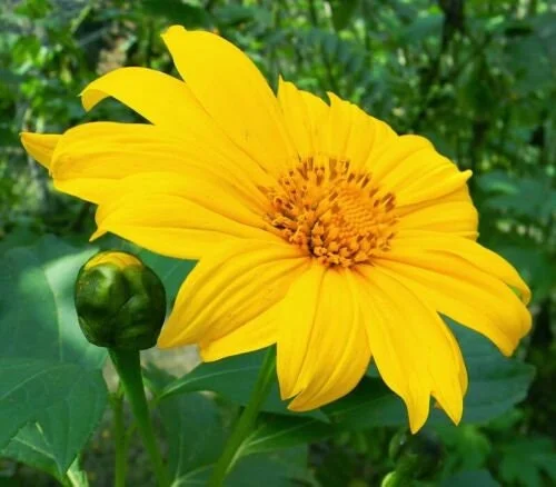 5x Mexican Sunflower Cuttings - Perennial Live Plant Starter Pack, Fragrant - Image 1