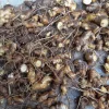 6 Shampoo Ginger Rhizomes - Zingiber zerumbet Awapuhi Kuahiwi Tropical Plant - Image 1