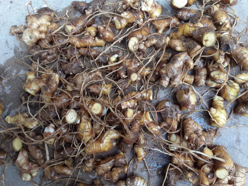 6 Shampoo Ginger Rhizomes - Zingiber zerumbet Awapuhi Kuahiwi Tropical Plant - Image 1
