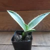 Agave Live Plant – Green & White – 3 Inch Pot – Easy Care Succulent - Image 1