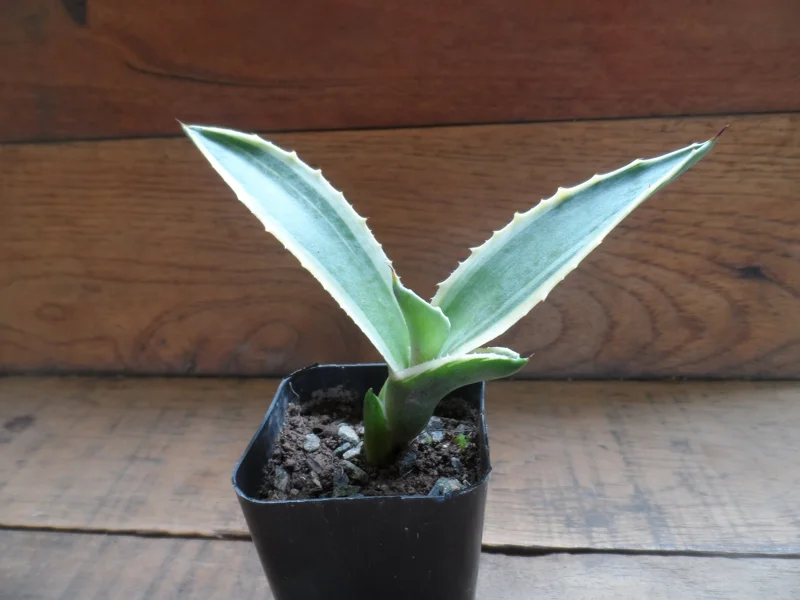 Agave Live Plant – Green & White – 3 Inch Pot – Easy Care Succulent - Image 1