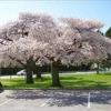 Akebono Flowering Cherry Tree Live Plant 6-12 Inch Tall 2.5" Pot Outdoor Akebono Flowering Cherry Tree Live Plant 6-12 Inch Tall 2.5" Pot Outdoor - Image 1
