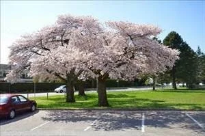 Akebono Flowering Cherry Tree Live Plant 6-12 Inch Tall 2.5" Pot Outdoor - Image 1