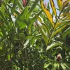Alpina Purpurata Hot Pink Rhizome - Tropical Ginger Plant - 1 Large Rhizome - Image 1