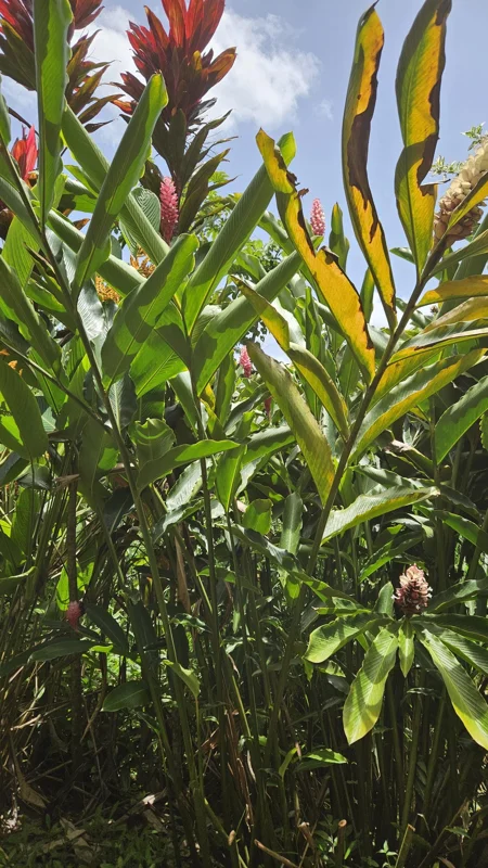 Alpina Purpurata Hot Pink Rhizome - Tropical Ginger Plant - 1 Large Rhizome - Image 1