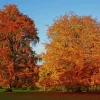 American Beech Tree Live Plant 1 Quart Pot 6-12 Inch Tall Outdoor Fagus Grandifolia American Beech Tree Live Plant 1 Quart Pot 6-12 Inch Tall Outdoor Fagus Grandifolia - Image 1