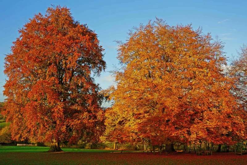 American Beech Tree Live Plant 1 Quart Pot 6-12 Inch Tall Outdoor Fagus Grandifolia - Image 1
