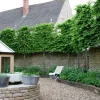 American Hornbeam Tree – Carpinus caroliniana Live Plant – 6-12 Inch Tall – Quart Pot – Outdoor Shade Tree American Hornbeam Tree – Carpinus caroliniana Live Plant – 6-12 Inch Tall – Quart Pot – Outdoor Shade Tree - Image 1