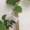 American Persimmon Tree Live Plant – Diospyros virginiana – 6 to 12 Inch Tall – 4 Inch Pot American Persimmon Tree Live Plant – Diospyros virginiana – 6 to 12 Inch Tall – 4 Inch Pot - Image 1