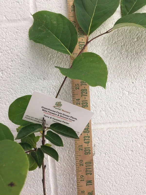 American Persimmon Tree Live Plant – Diospyros virginiana – 6 to 12 Inch Tall – 4 Inch Pot - Image 1