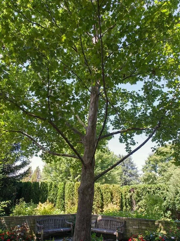American Sycamore Tree Live Plant 6-12 Inch Tall - Platanus occidentalis - Image 1
