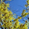 American Witch Hazel Live Plant – 6-12 Inch Tall – 4 inch Pot – Hamamelis virginiana American Witch Hazel Live Plant – 6-12 Inch Tall – 4 inch Pot – Hamamelis virginiana - Image 1