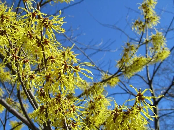 American Witch Hazel Live Plant – 6-12 Inch Tall – 4 inch Pot – Hamamelis virginiana - Image 1