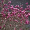 Ann Magnolia Live Plant 6-12 Inch Tall, 2.5" Pot - Fragrant Purple-Red Flowers Ann Magnolia Live Plant 6-12 Inch Tall, 2.5" Pot - Fragrant Purple-Red Flowers - Image 1
