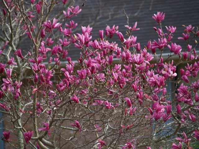 Ann Magnolia Live Plant 6-12 Inch Tall, 2.5" Pot - Fragrant Purple-Red Flowers - Image 1