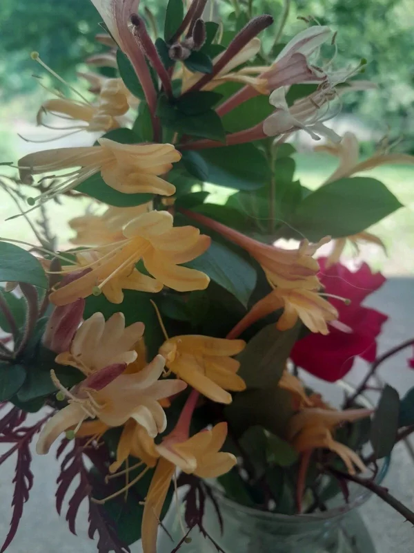 Antique Pink Honeysuckle Vine - Fragrant Bare Root Live Plant - 12 inch Antique Pink Honeysuckle Vine - Fragrant Bare Root Live Plant - 12 inch - Image 2