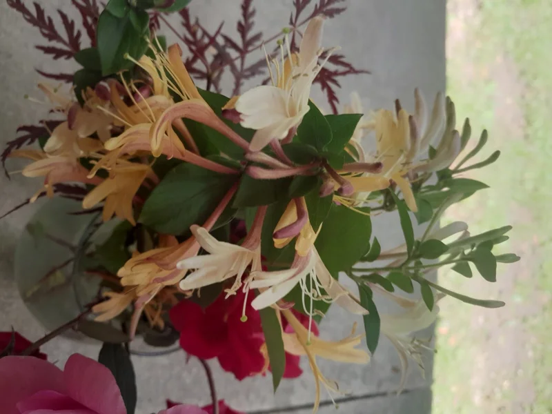 Antique Pink Honeysuckle Vine - Fragrant Bare Root Live Plant - 12 inch Antique Pink Honeysuckle Vine - Fragrant Bare Root Live Plant - 12 inch - Image 3