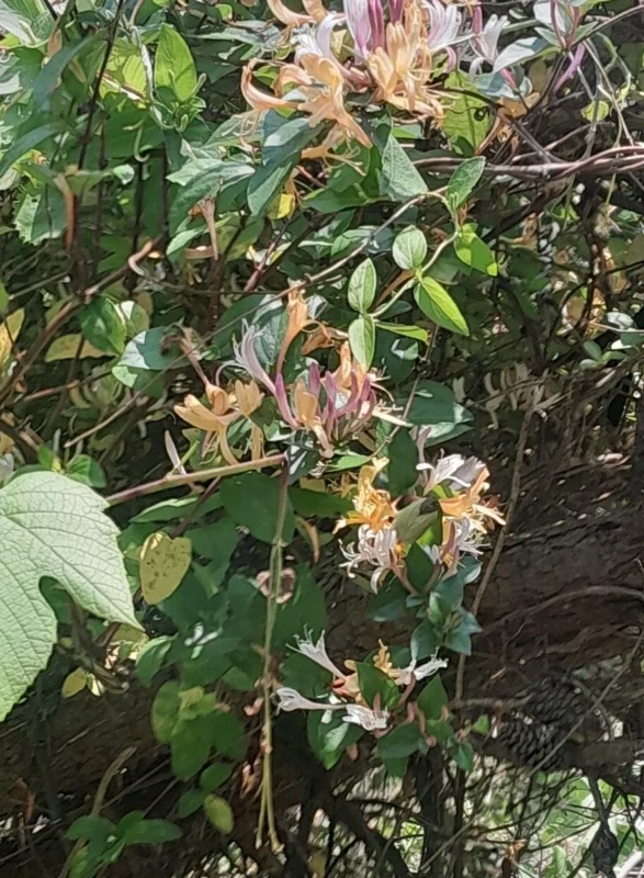 Antique Pink Honeysuckle Vine - Fragrant Bare Root Live Plant - 12 inch Antique Pink Honeysuckle Vine - Fragrant Bare Root Live Plant - 12 inch - Image 5