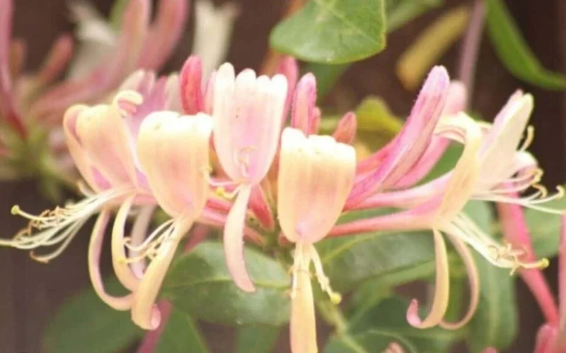 Antique Pink Honeysuckle Vine - Fragrant Bare Root Live Plant - 12 inch Antique Pink Honeysuckle Vine - Fragrant Bare Root Live Plant - 12 inch - Image 6