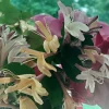 Antique Pink Honeysuckle Vine - Fragrant Bare Root Live Plant - 12 inch - Image 1