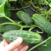 Aromatic Cucumber Live Plant - 5-10" Tall - Cucumis sativus - Heirloom Cucumber for Garden & Containers - Image 1