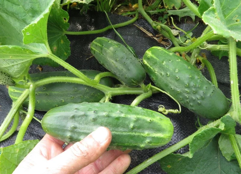 Aromatic Cucumber Live Plant - 5-10" Tall - Cucumis sativus - Heirloom Cucumber for Garden & Containers - Image 1