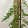 Bald Cypress Tree Live Plant 6-12 Inch Quart Pot - Outdoor Shade Tree - Image 1