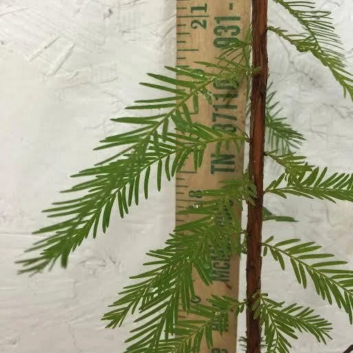 Bald Cypress Tree Live Plant 6-12 Inch Quart Pot - Outdoor Shade Tree - Image 1