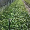 Baltic Ivy Live Plant 2.5" Pot - Shade Lover Ground Cover & Climbing Vine - Image 1