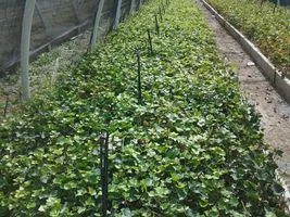 Baltic Ivy Live Plant 2.5" Pot - Shade Lover Ground Cover & Climbing Vine - Image 1
