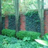 Baltic Ivy Sub-Zero Bare Root Plants – 5 Count – 6-12" Tall – Outdoor Groundcover - Image 1
